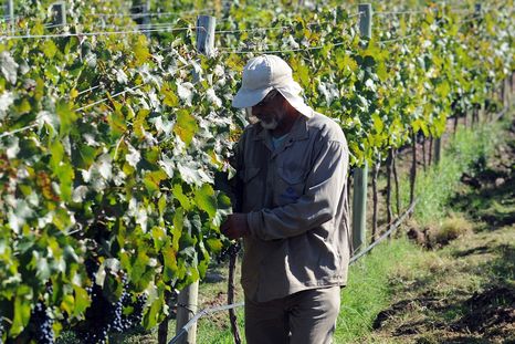 Una nueva tecnología usa inteligencia artificial para identificar plagas en plantas y fumigar solo donde hace falta, reduciendo costos y contaminación.