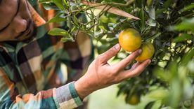 Cuidá al limonero con ingredientes que tenés en la alacena. Foto: Shutterstock Cuidá al limonero con ingredientes que tenés en la alacena. Foto: Shutterstock