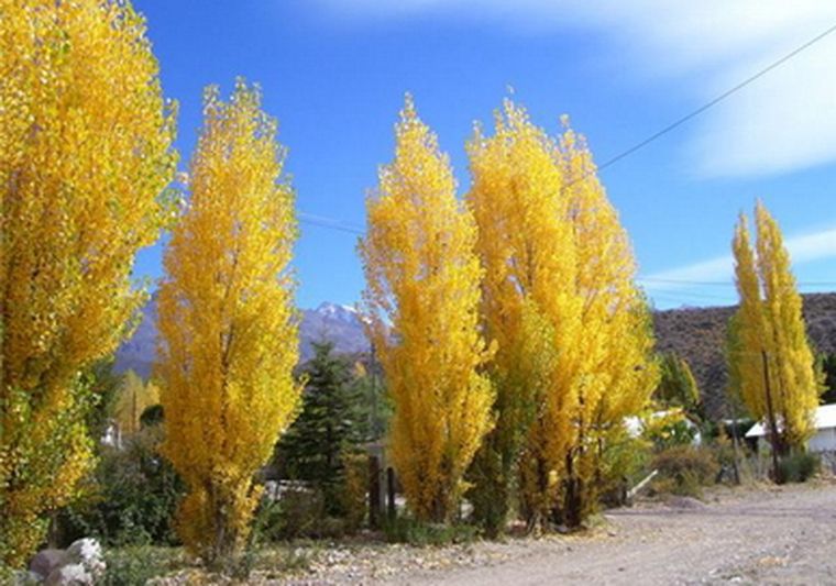 Alamos: árboles de montaña. Foto: Municipalidad de Tupungato.