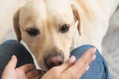 El comportamiento del perro puede reflejar confianza y apego hacia su dueño. Foto: Shutterstock El comportamiento del perro puede reflejar confianza y apego hacia su dueño. Foto: Shutterstock