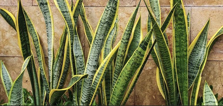 Puedes estimular el crecimiento de flores en la lengua de suegra Foto: Shutterstock Puedes estimular el crecimiento de flores en la lengua de suegra Foto: Shutterstock