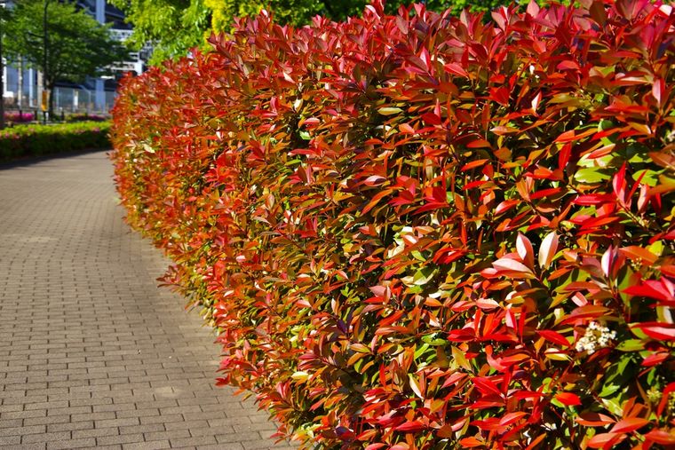 Privacidad y diseño: la photinia, el arbusto que transforma cualquier jardín. Foto: Shutterstock