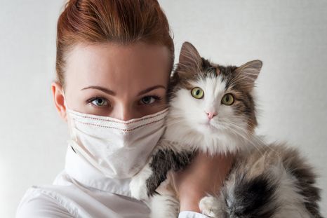 GATO Las mascotas también pueden contraer enfermedades Foto: Shutterstock
