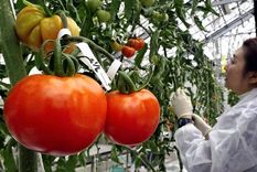 la hora del tomate: como diversificar la produccion en un sector con perspectivas de despegue