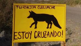 Especialistas sostienen que los atropellamientos de fauna son una de las amenazas más importantes para los ecosistemas que atraviesan las rutas. Especialistas sostienen que los atropellamientos de fauna son una de las amenazas más importantes para los ecosistemas que atraviesan las rutas.