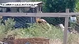 El padre del nene de tres años que fue hallado atado, desnudo y con signos de violencia en una vivienda precaria de Villa Dorrego fue detenido por el caso de maltrato infantil luego de permanecer prófugo durante una semana.