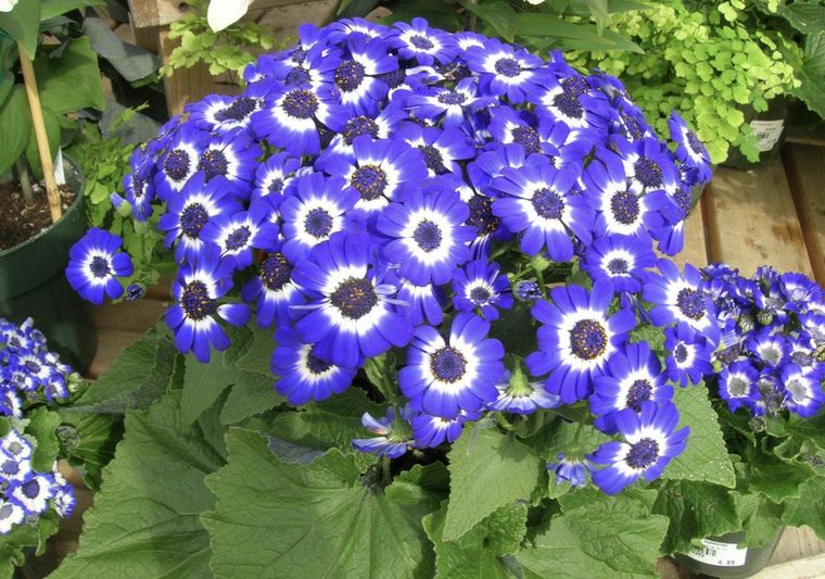 Sus flores de colores intensos se llevan todas las miradas. Foto: Archivo Sus flores de colores intensos se llevan todas las miradas. Foto: Archivo