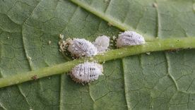 JARDÍN La cochinilla es un insecto parásito que afecta a la salud de las plantas Foto: SHUTERSTOCK