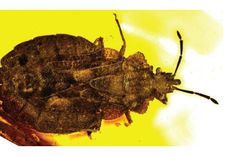 hallan insecto de 45 millones de anos atrapado en ambar