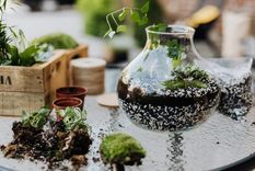 Plantas Realizar un terrario en casa es súper sencillo Foto: Wunderstock