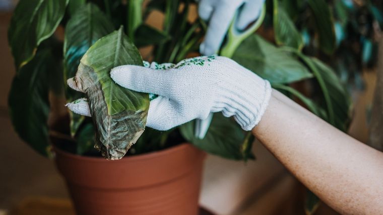 Hojas con puntas marrones: las causas que no sabías y cómo solucionarlas. Foto: Shutterstock