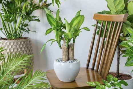 Por qué el palo de agua es la planta ideal para el interior del hogar. Foto: Shutterstock Por qué el palo de agua es la planta ideal para el interior del hogar. Foto: Shutterstock