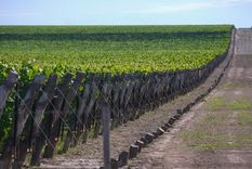 Foto: Gobierno de Mendoza