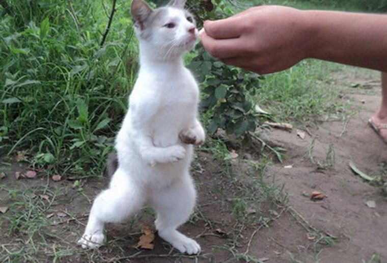 El curioso y dócil animalito tucumano. Foto: La Gaceta de Tucumán