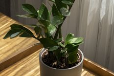 Ficus elástica, belleza natural. Foto: Fuente: Freepik
