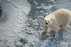 Los osos polares dependen del hielo marino como plataforma de caza.