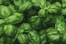 Aprovecha el verano para cultivar tu propia planta de albahaca Foto: Shutterstock