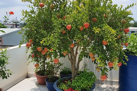 Este árbol es ideal para colocar en balcones o espacios pequeños. Este árbol es ideal para colocar en balcones o espacios pequeños.