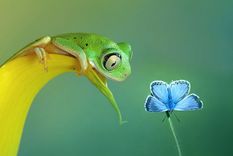 bellisimas fotos en las que las ranas son protagonistas