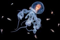 Se sabe muy poco sobre la verdadera naturaleza de la vida en las capas intermedias del océano.