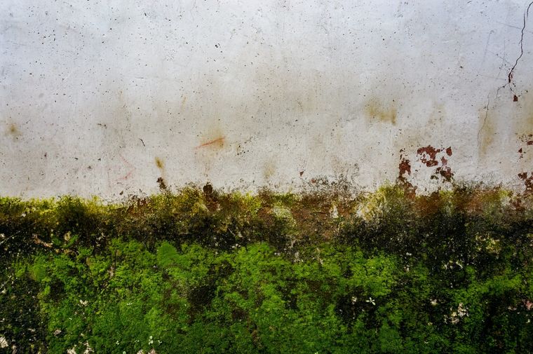 Dos trucos sencillos para eliminar el moho del jardín El moho suele aparecen en ambiente húmedos. Foto: Freepik