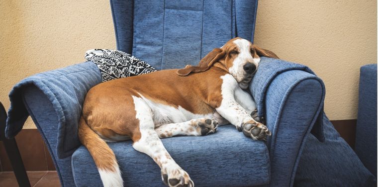 Al convivir con un perro no podemos evitar notar sus diferentes comportamientos Foto: Shutterstock