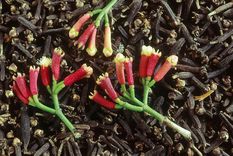 Planta clavos de olor de manera fácil.