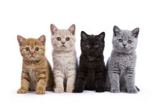 Test de personalidad Foto: Affinity-petcare