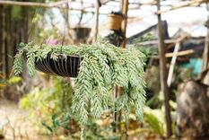 SUCULENTA Las plantas crasas son sumamente elegidas en los jardines Foto: SHUTTERSTOCK