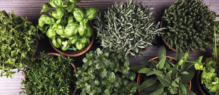 Estimula el crecimiento de tus plantas aromáticas con este increíble abono casero Foto: Shutterstock