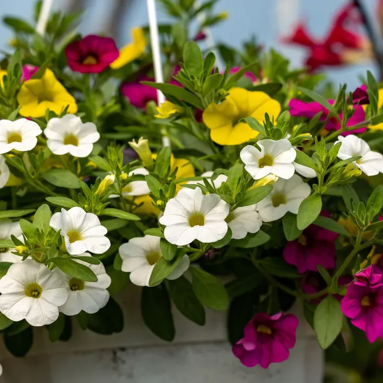Calibrachoa: la flor aromática que se adapta a la vida en departamentos y se cultiva en maceta