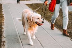 Mascotas Consejos para dar paseos con tus perros Foto: Unsplash