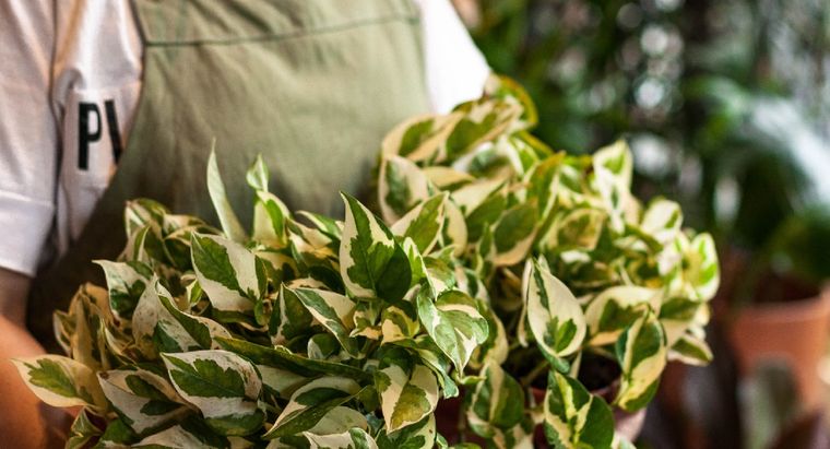 Las plantas de interior necesitan más atención y cuidados que las de exterior no necesitan. Foto: @claudivalentina