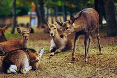 una manada de ciervos da un tranquilo paseo por una calle de eeuu una manada de ciervos da un tranquilo paseo por una calle de eeuu