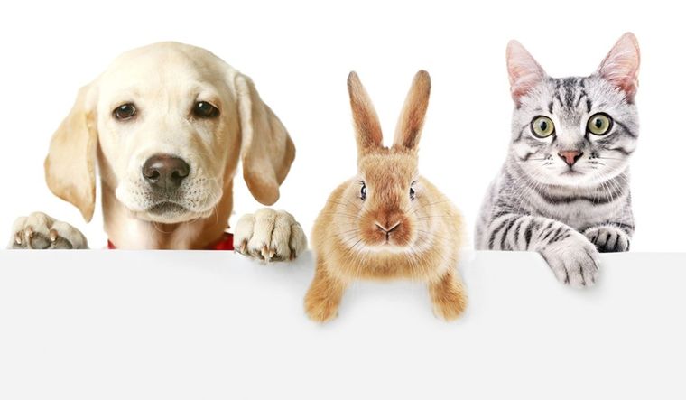 MASCOTAS LAS MASCOTAS PUEDEN CONTRIBUIR A LA DISMINUCIÓN DEL ESTRÉS Y SU COMPAÑÍA MEJORA EL ESTADO DE ÁNIMO DE LAS PERSONAS Foto: SHUTTERSTOCK