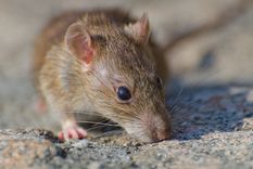 En lo que va del 2026, ya se confirmaron 4 muertes por hantavirus en la provincia de Buenos Aires.