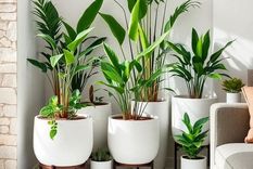 Plantas para tu sala de estar.