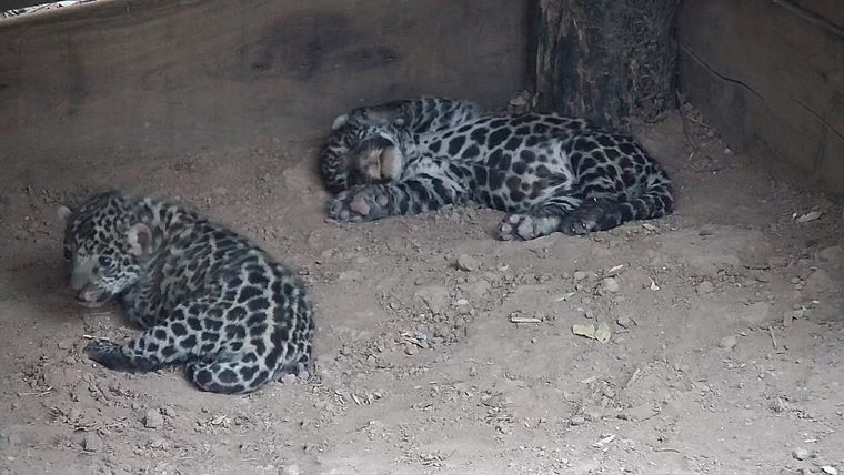 Hace algunos días, una yaguareté monitoreada en Iguazú, fue registrada con dos nuevos cachorros. Hace algunos días, una yaguareté monitoreada en Iguazú, fue registrada con dos nuevos cachorros.