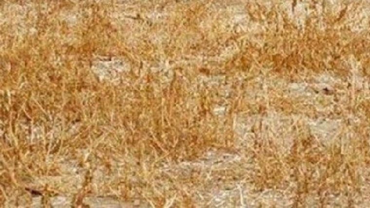 Acertijo visual, reto visual, gato Pinterest Foto: Pinterest