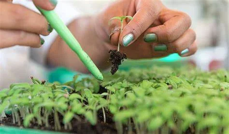 La ONU para la Agricultura y la Alimentación (FAO) ha señalado a la mala salud del suelo como una de las principales amenazas para la seguridad alimentaria. La ONU para la Agricultura y la Alimentación (FAO) ha señalado a la mala salud del suelo como una de las principales amenazas para la seguridad alimentaria.