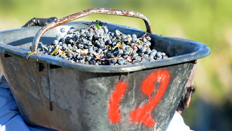 La cosecha mecánica se impone también en la vitivinicultura, incluso adaptando viñedos antiguos para poder hacerla. Foto: Walter Moreno/Mdz