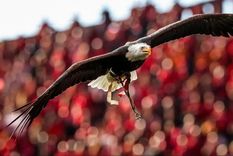 la mascota del benfica, rival de boca, y una historia envuelta por mistica, predicciones y polemicas la mascota del benfica, rival de boca, y una historia envuelta por mistica, predicciones y polemicas