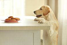 Los carbohidratos pueden provocar niveles altos de glucosa en sangre y picos de insulina en perros Foto: Shutterstock