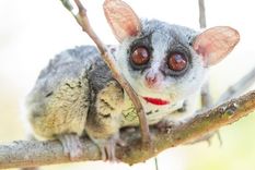 la extrana mascota que no deja de sorprender al mundo