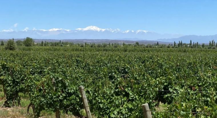 Valle de Medrano visto desde Finca Los Franciscos, uno de los baulartes del vino en Zona Este.