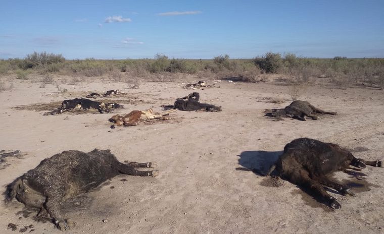 El número de animales muertos en el campo alarma a productores Foto: Gentileza Elías Casino