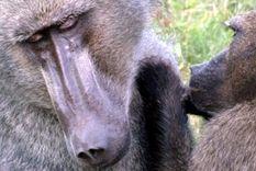 La mayoría de los estudios sobre los vínculos entre primates pasan por alto el papel crucial que las hembras. Foto: Dpa.