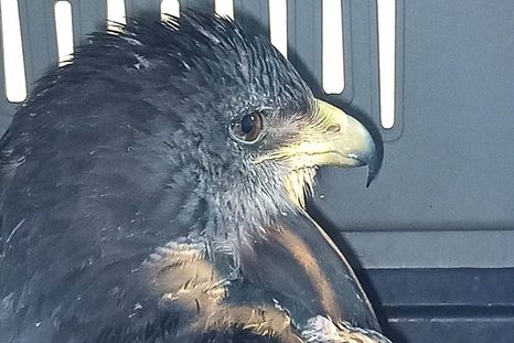 El ejemplar permanece bajo observación veterinaria mientras avanza su tratamiento. El ejemplar permanece bajo observación veterinaria mientras avanza su tratamiento.