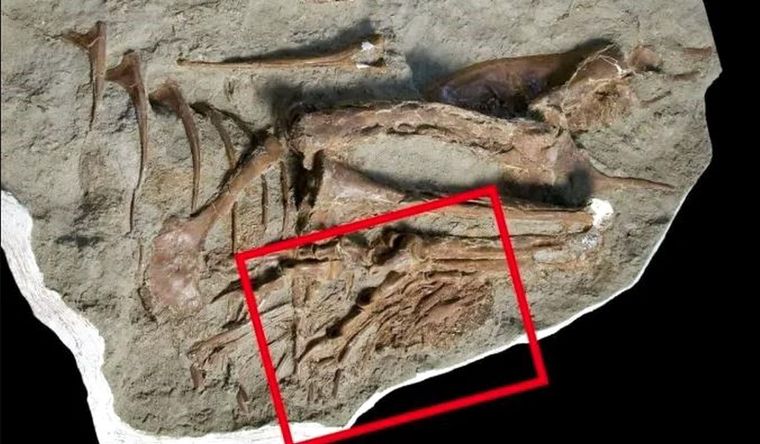 Una fotografía de muestra que destaca la ubicación del contenido del estómago conservado. Foto: Dpa.