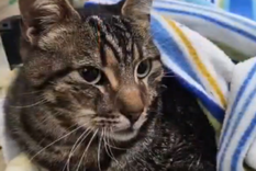 La gatita de Nahuel, una de las personas fallecidas en el derrumbe del hotel de Villa Gesell, fue hallada ayer luego de sobrevivir ocho días debajo de los escombros. Foto: X